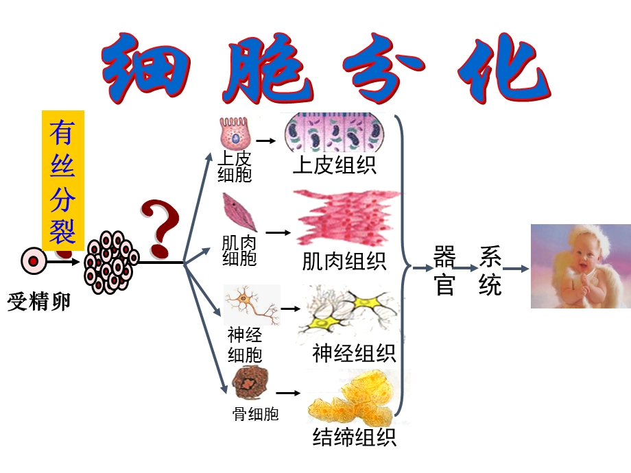 细胞分化公开课ppt课件.ppt_第3页