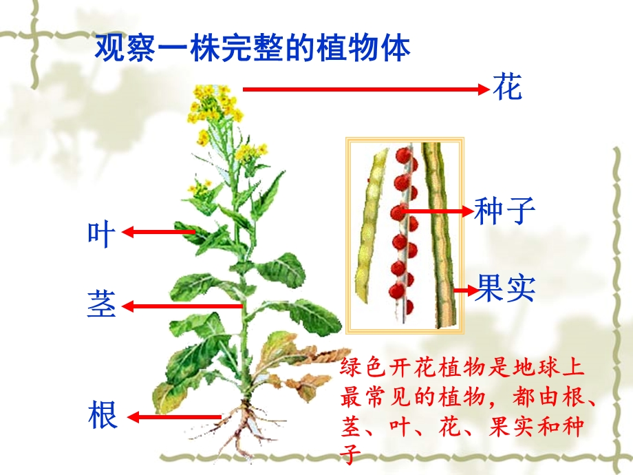 第一章植物的身体ppt课件.ppt_第2页