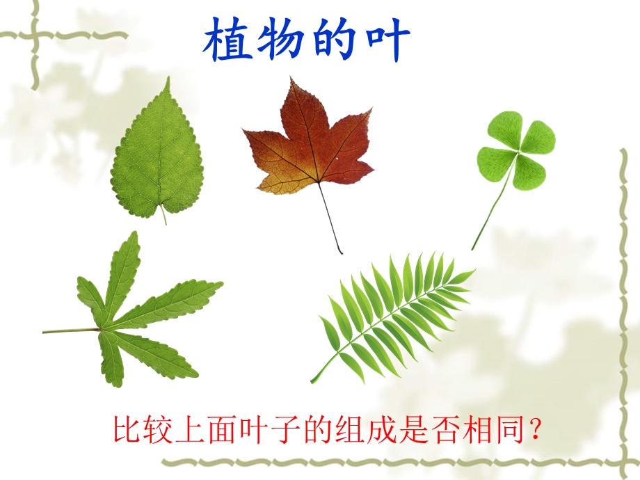 第一章植物的身体ppt课件.ppt_第3页