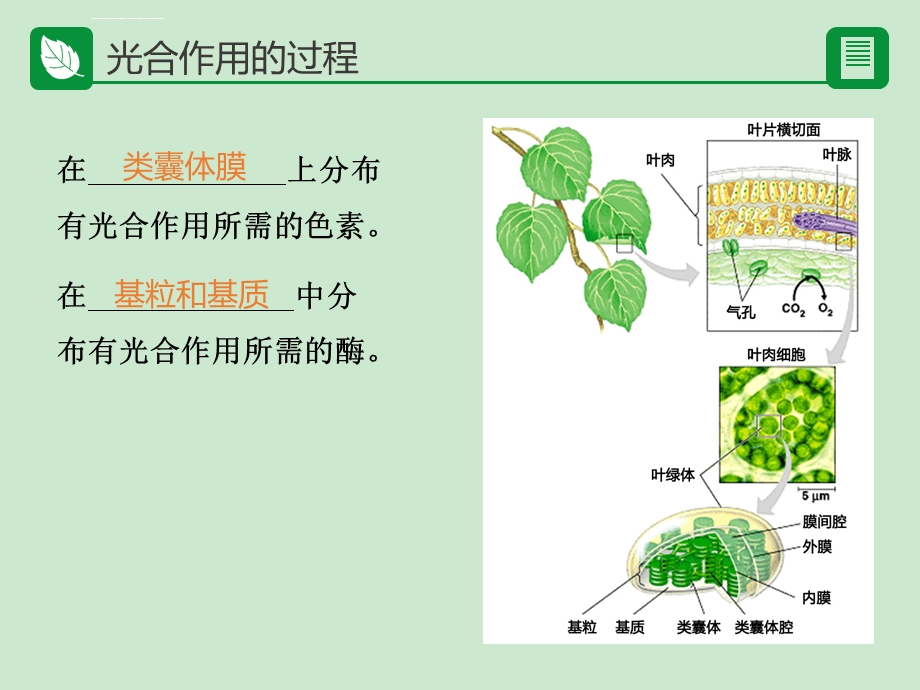 第四章第2节光合作用ppt课件.ppt_第3页