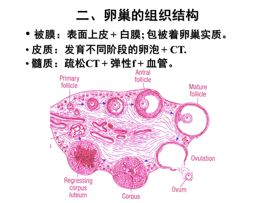 第二章卵子发生ppt课件.ppt_第3页