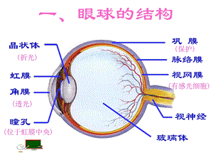 第六讲人体生命活动的调节复习总结课ppt课件.ppt