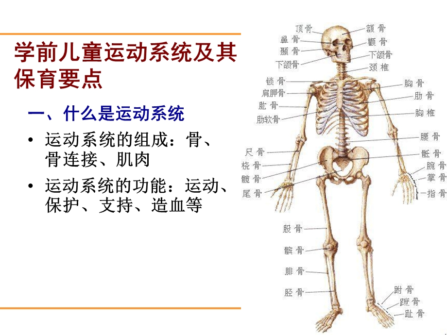 第三章学前儿童生理发育特点及其保育要点ppt课件.ppt_第3页