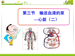 第三节输送血液的泵—心脏(二)ppt课件.ppt