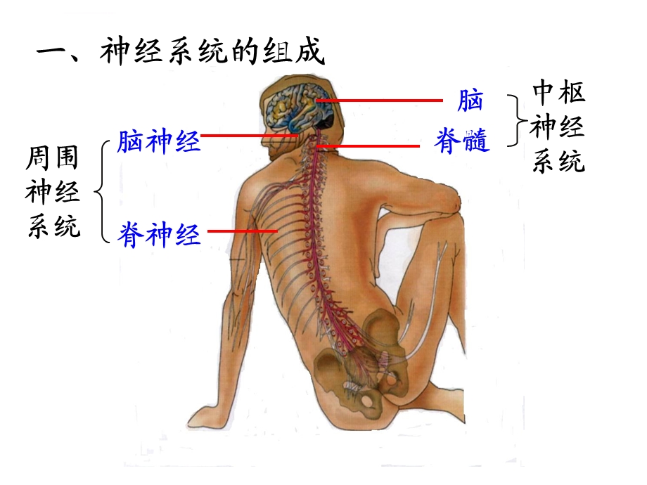 第一节通过神经系统的调节ppt课件.ppt_第3页