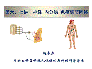 神经、内分泌与免疫调节网络ppt课件.pptx