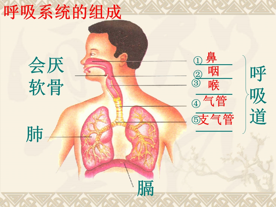 第三章第一节呼吸道对空气的处理ppt课件.ppt_第3页