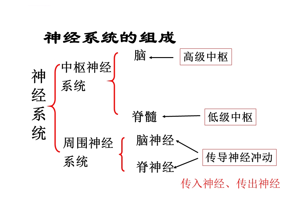 神经调节的基本方式(公开课)ppt课件.ppt_第2页