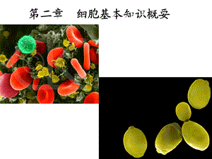 细胞生物学2细胞基本知识概要ppt课件.ppt