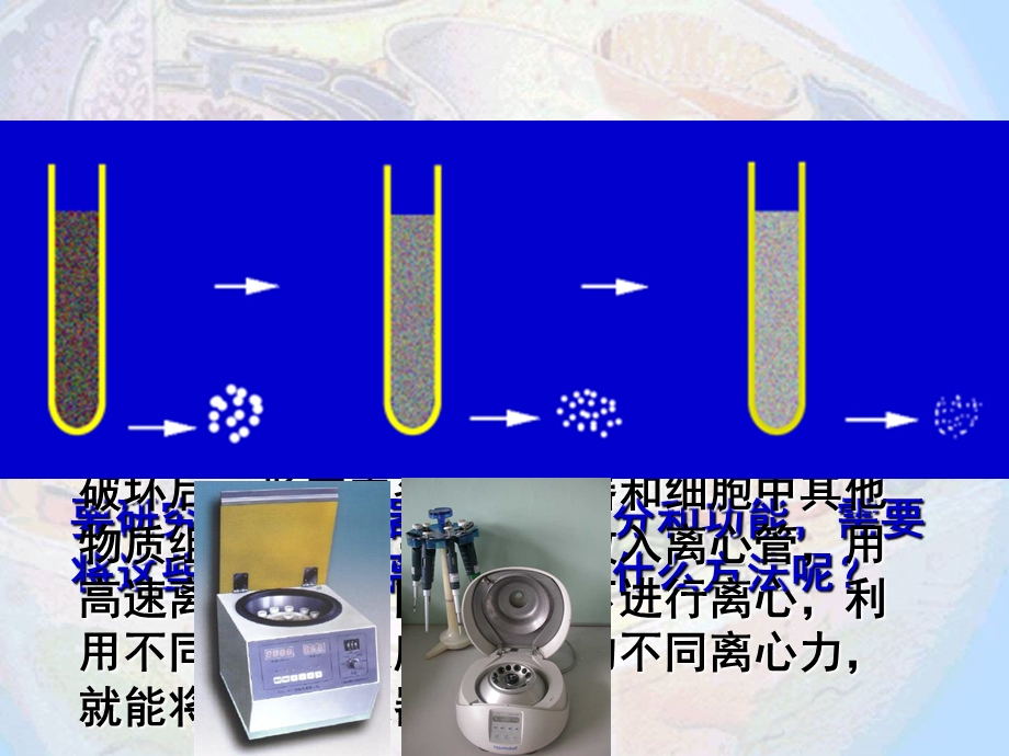 细胞器之间的分工合作（杨）ppt课件.pptx_第2页