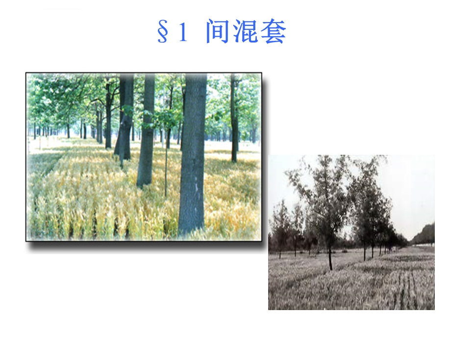 第三章种植方式间混套作ppt课件.ppt_第2页