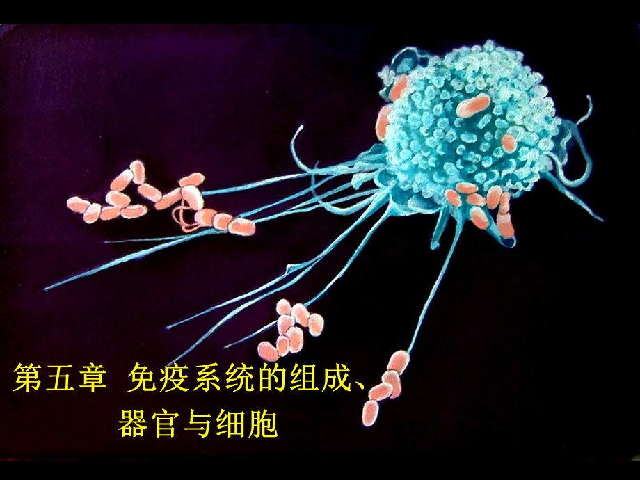 第五章免疫系统的组织器官与细胞ppt课件.ppt_第1页