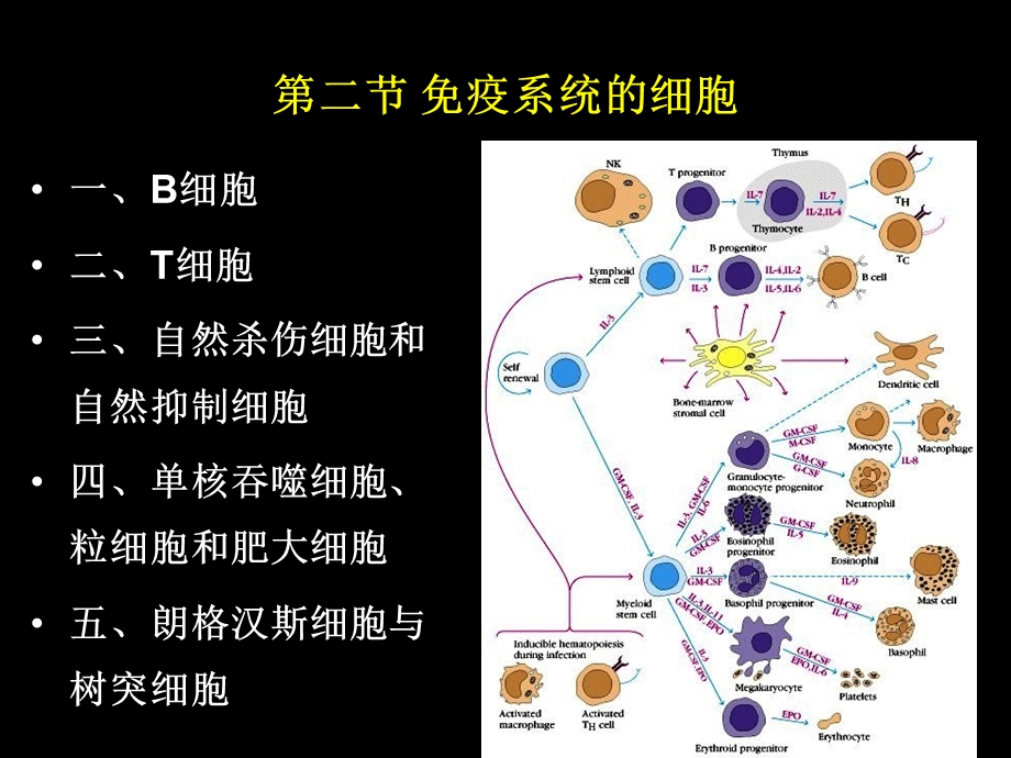 第五章免疫系统的组织器官与细胞ppt课件.ppt_第3页