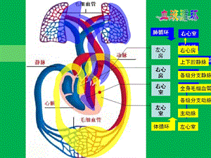 第四节输血和血型ppt课件.ppt