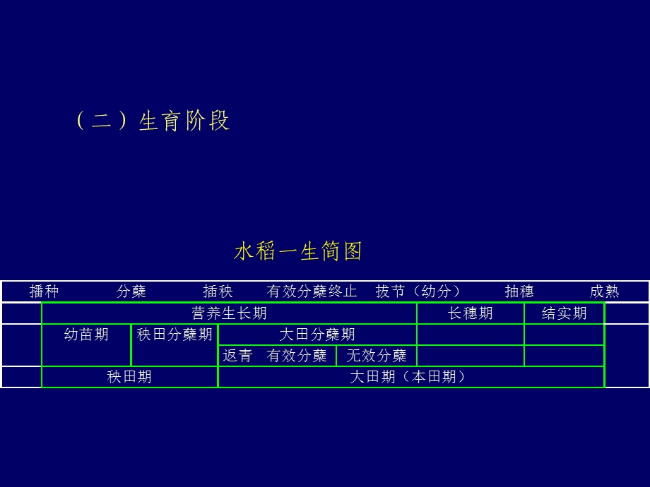 水稻2 生长发育ppt课件.ppt_第3页