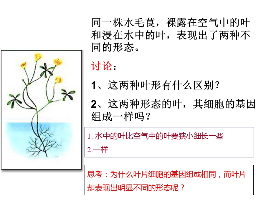 第二节基因对性状的控制ppt课件.ppt_第1页