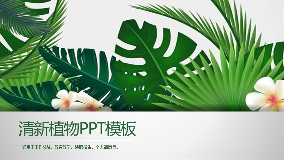 绿色宽叶植物背景ppt模板课件.pptx_第1页