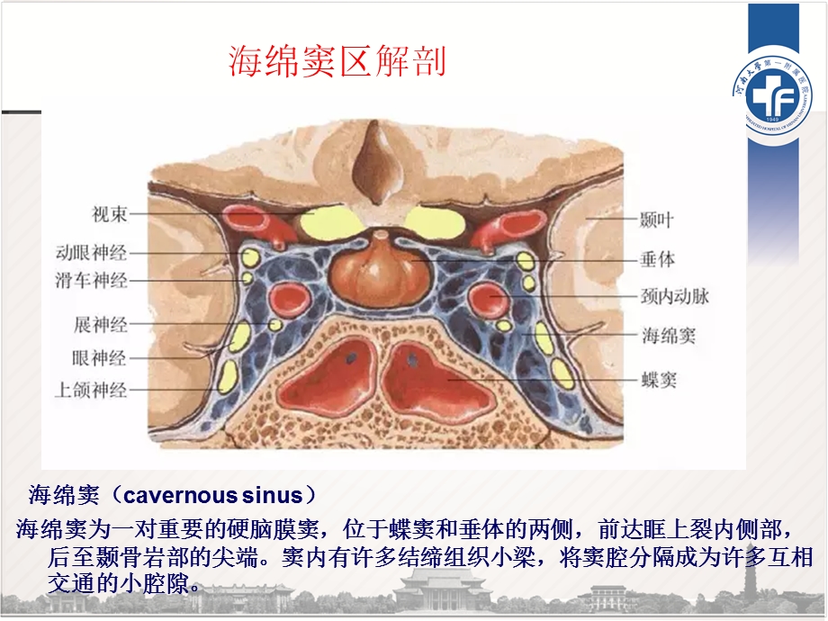 海绵窦区解剖ppt课件.pptx_第1页