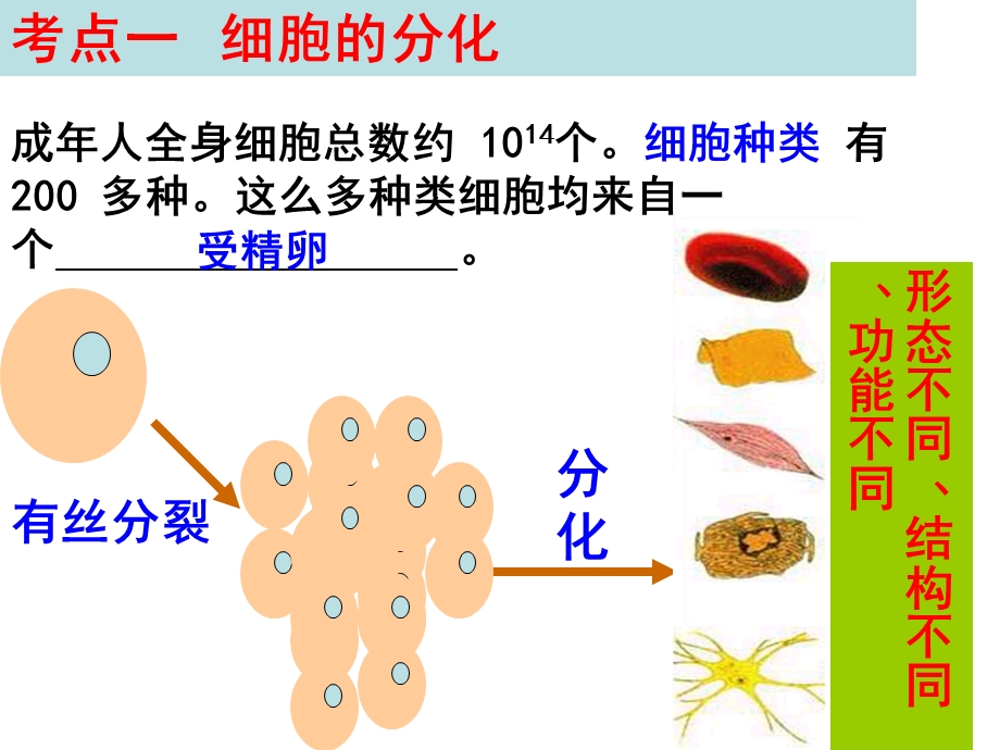 第一轮复习细胞的分化、衰老、凋亡和癌变ppt课件.ppt_第2页