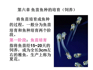 第六章鱼苗鱼种的培育（饲养ppt课件.ppt