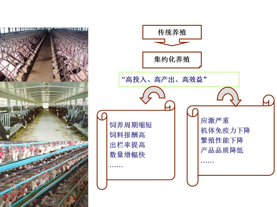 猪群健康与营养ppt课件.ppt_第3页