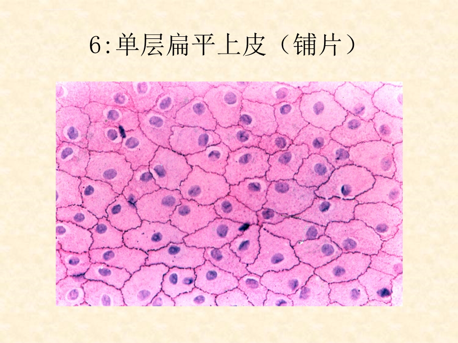 组织学与胚胎学实验标本升级版ppt课件.ppt_第2页