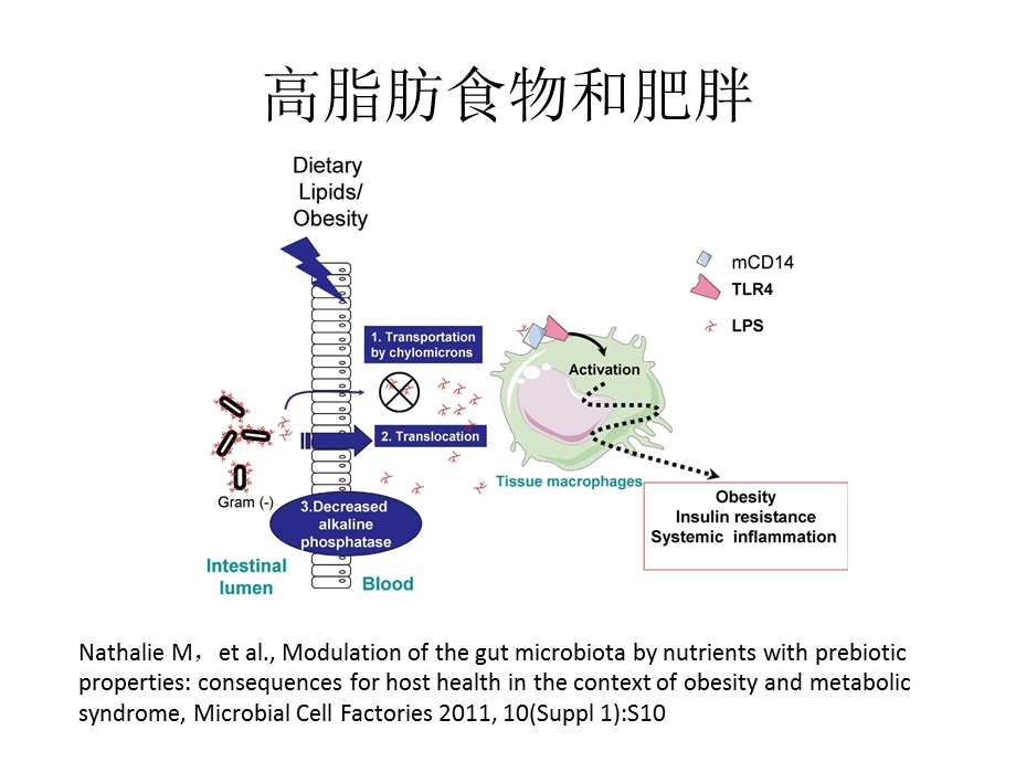 益生菌素材ppt课件.ppt_第3页