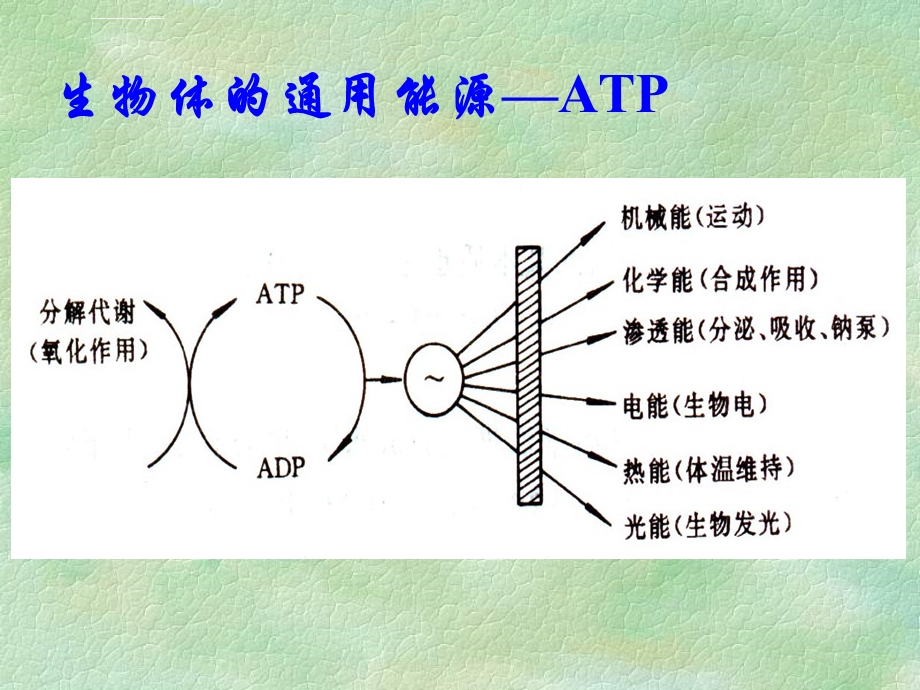 第5章微生物的代谢讲解ppt课件.ppt_第3页