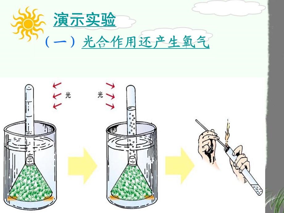 第五章绿色植物与生物圈中的碳氧平衡ppt课件.ppt_第3页