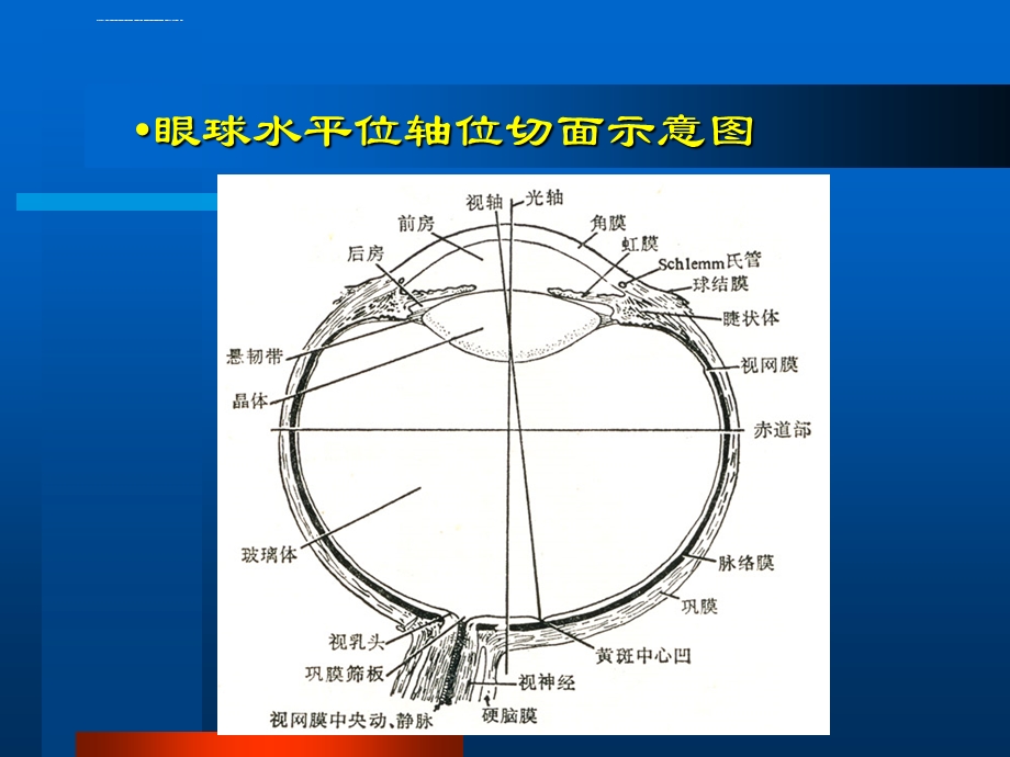 眼部B超常见病的图像及诊断ppt课件.ppt_第3页