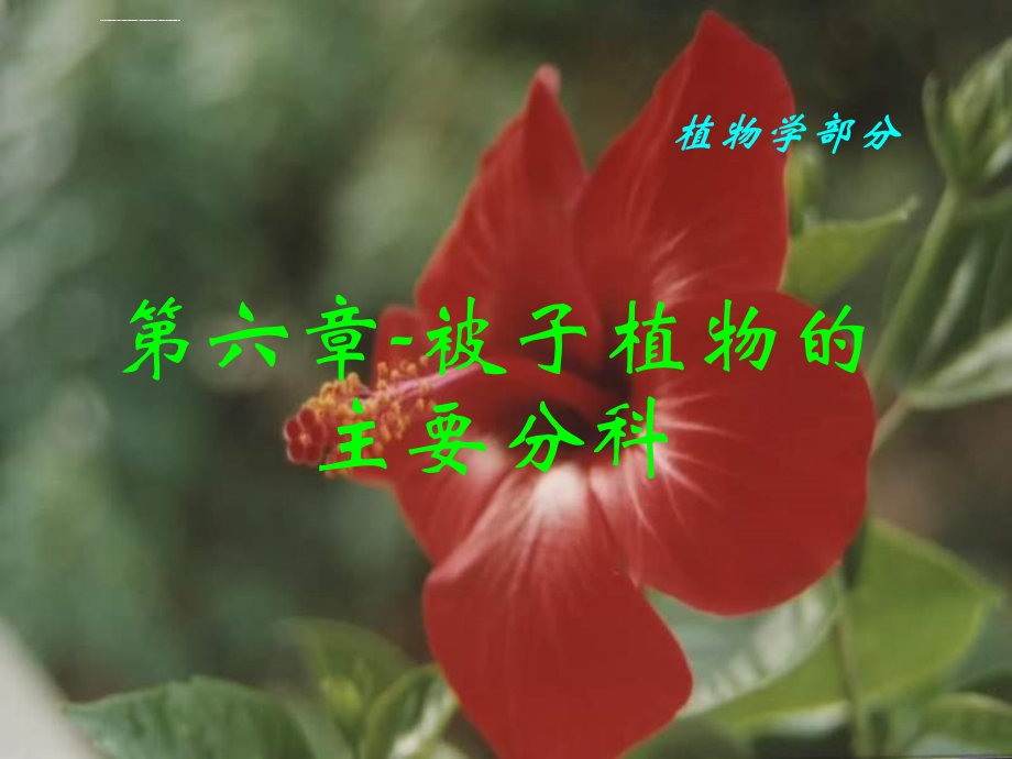 第六章被子植物的主要分科ppt课件.ppt_第1页