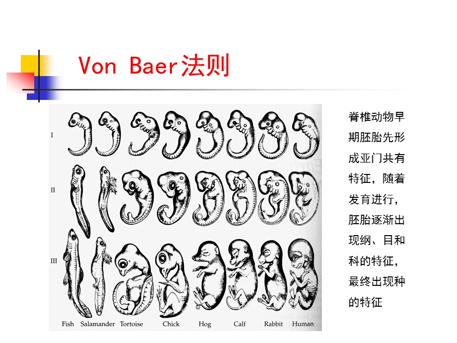 第7章三胚层与器官发生ppt课件.ppt_第3页