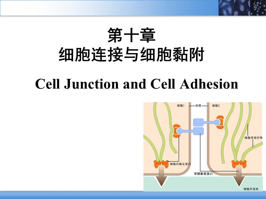 细胞连接与细胞黏附ppt课件.ppt_第2页