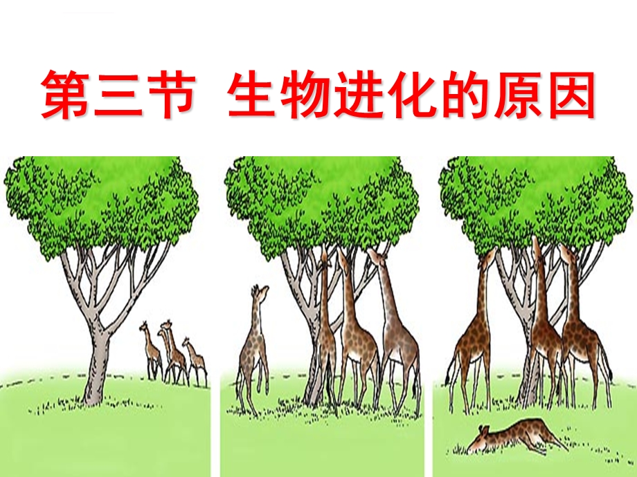 第三节生物进化的原因ppt课件.ppt_第1页