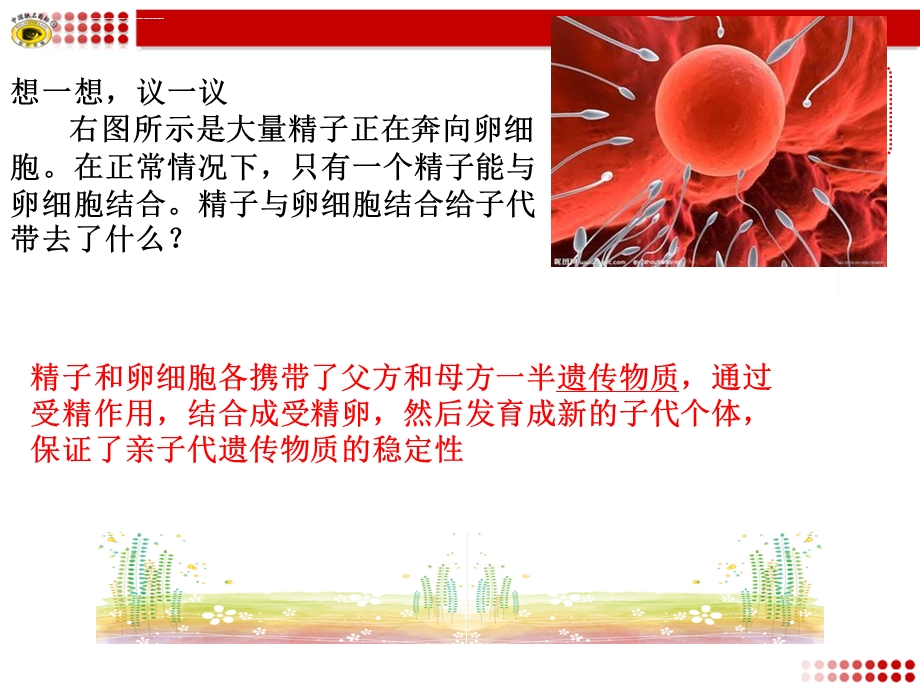 第二节基因在亲子代间的传递ppt课件.ppt_第3页