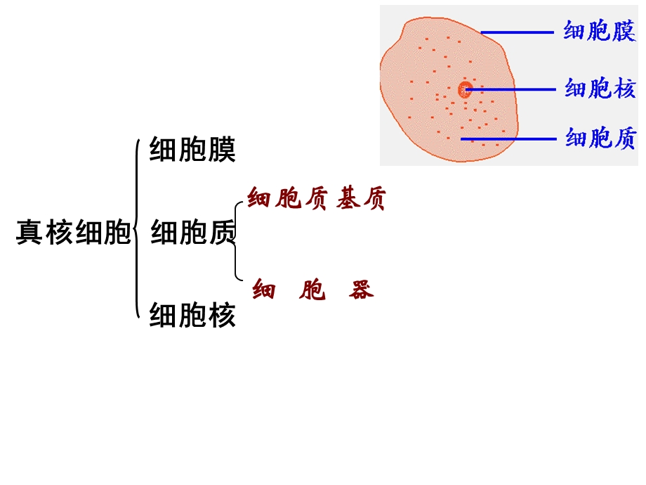 第三章第二节细胞器系统内的分工合作ppt课件.ppt_第3页