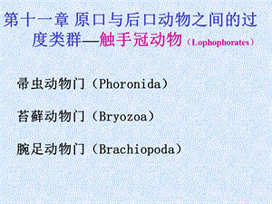 第十一、二章棘皮动物门ppt课件.ppt