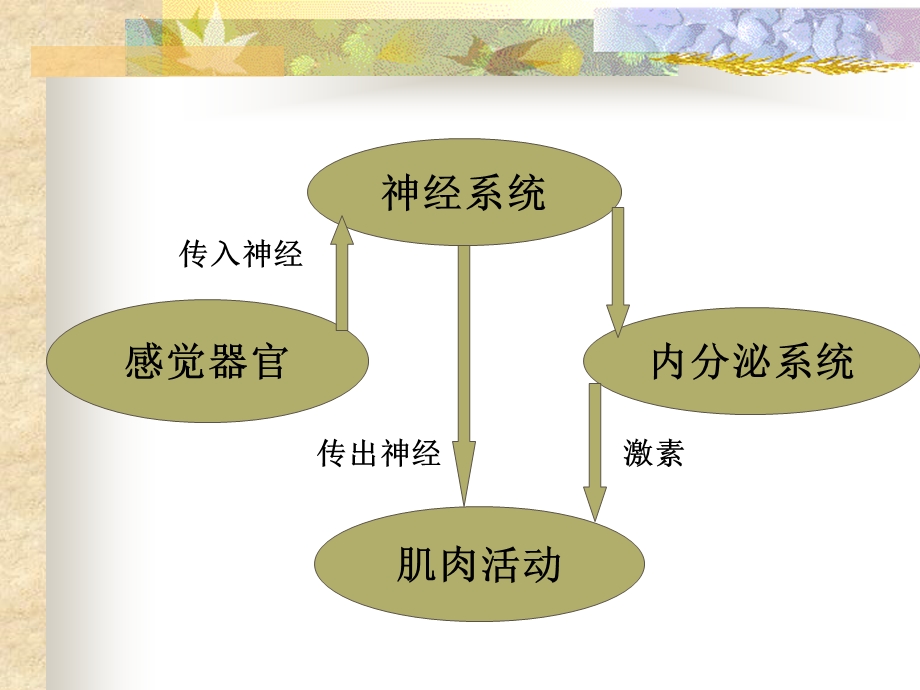 第3章感觉与运动ppt课件.ppt_第2页