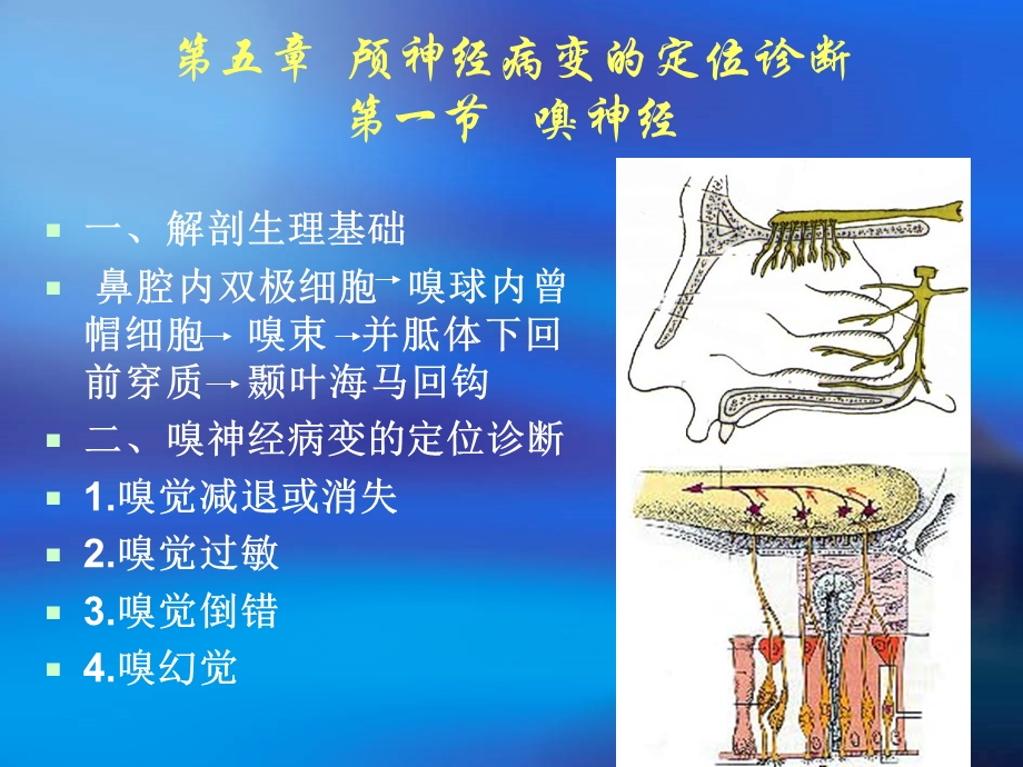 神经定位诊断学ppt课件.ppt_第2页