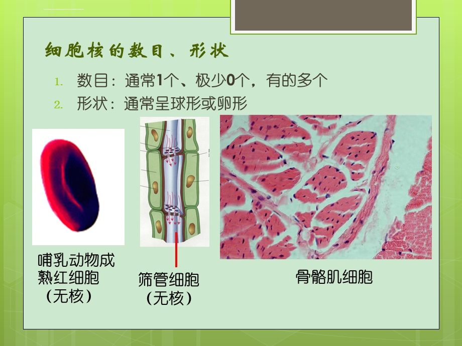 第3章第3节细胞核——系统的控制中心ppt课件.ppt_第2页