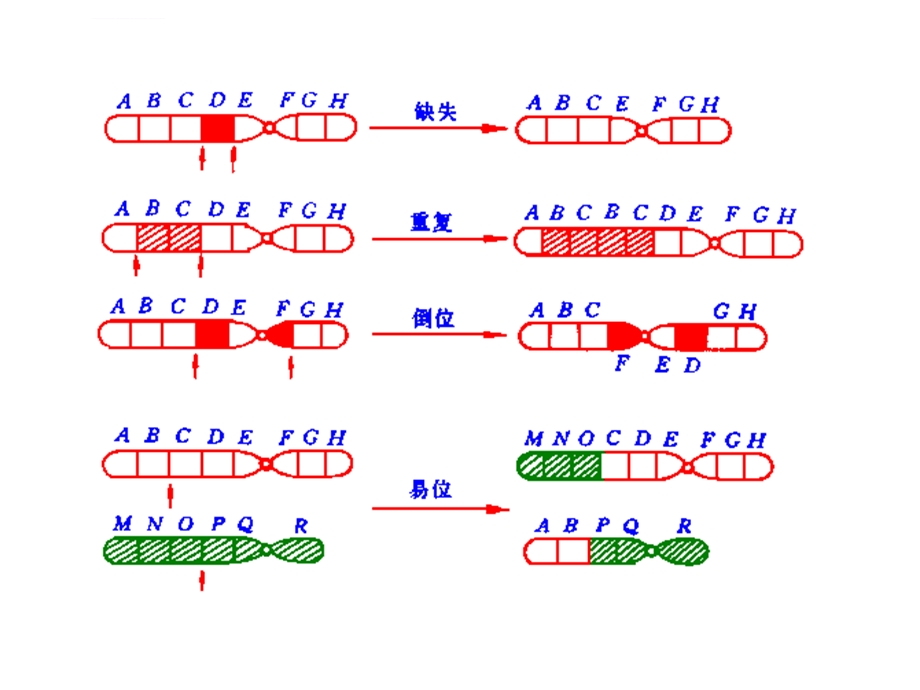 第九章遗传物质的改变(一)染色体畸变ppt课件.ppt_第2页