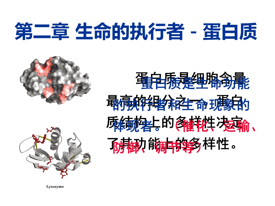 第二章蛋白质ppt课件.ppt_第2页