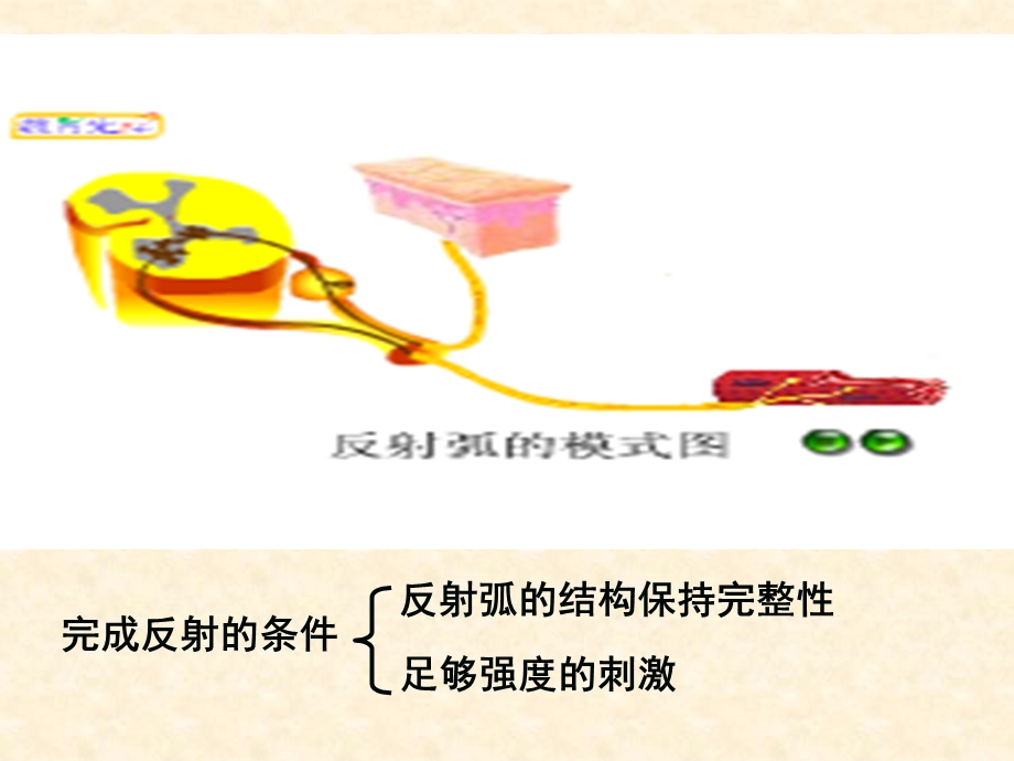 神经调节(二)兴奋的传导和传递ppt课件.pptx_第2页