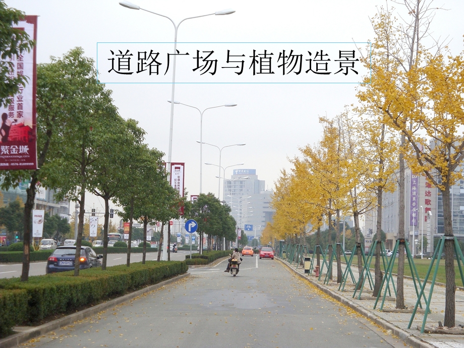 第五章—城市道路与植物造景ppt课件.ppt_第2页