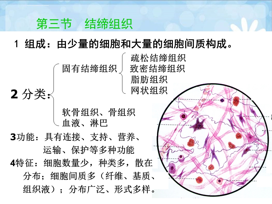 第三节结缔组织ppt课件.ppt_第1页