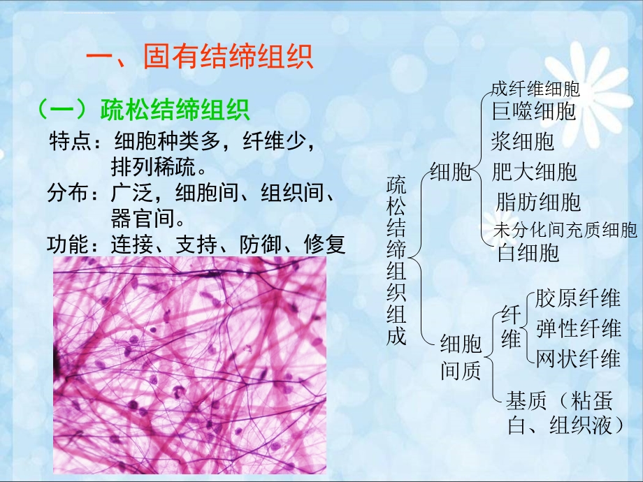 第三节结缔组织ppt课件.ppt_第2页