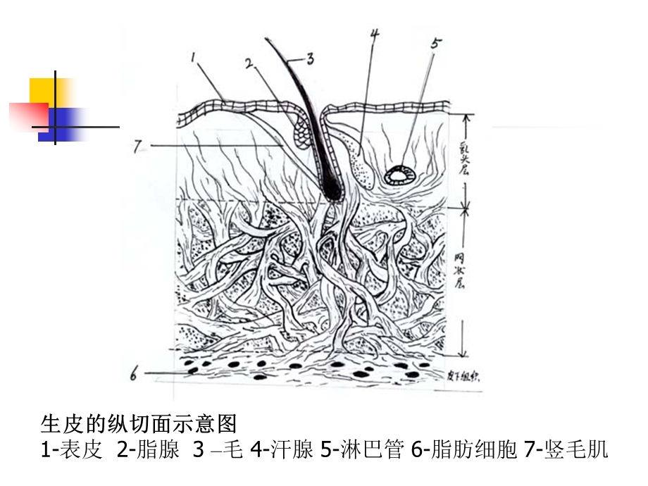 第二章生皮组织学ppt课件.ppt_第2页