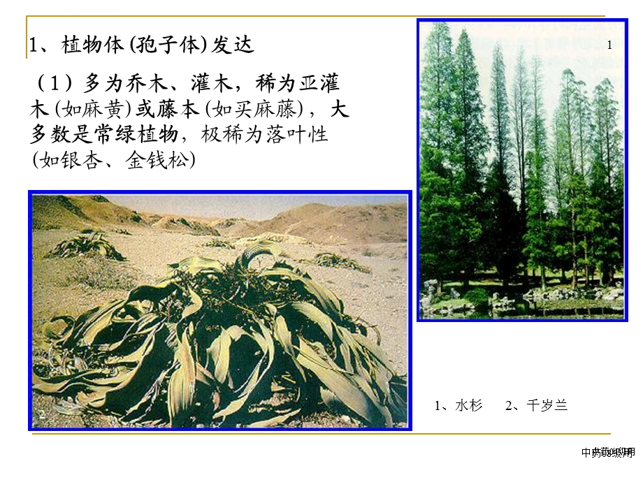 第十章裸子植物ppt课件.ppt_第3页