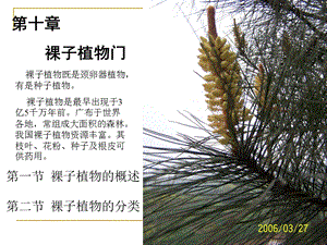 第十章裸子植物ppt课件.ppt