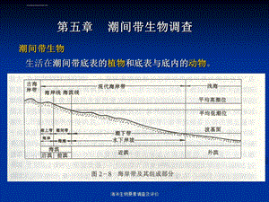 第五章潮间带生物调查ppt课件.ppt